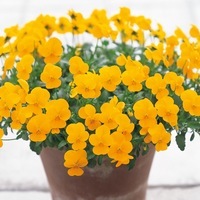 Graines de fleurs VIOLA CORNUTA pour suspensions REBELINA F1 (Viola cornuta) - Graineterie A. DUCRETTET