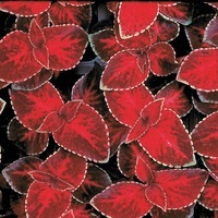  COLEUS COLEUS-WIZARD (Solenostemon scutellarioides)-rouge foncé bord vert - Graineterie A. DUCRETTET