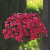 Graines de fleurs IMPATIENS NVELLE GUINEE DIVINE F1 (Impatiens hawkerii) - Graineterie A. DUCRETTET