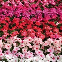 Graines de fleurs PERVENCHE DE MADAGASCAR PACIFICA XP (Vinca rosea) - Graineterie A. DUCRETTET