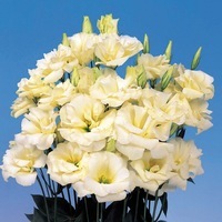  LISIANTHUS LISIANTHUS-ECHO F1 (Eustoma grandiflorum)-jaune, graines enrobées - Graineterie A. DUCRETTET