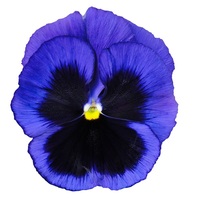Graines de fleurs PENSEE A FLEURS GEANTES SUMO F1 (Création française MELBA) - Graineterie A. DUCRETTET