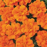 Graines de fleurs OEILLET D'INDE DURANGO (Tagetes patula nana) - Graineterie A. DUCRETTET