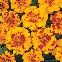 Graines de fleurs OEILLET D'INDE DURANGO (Tagetes patula nana) - Graineterie A. DUCRETTET