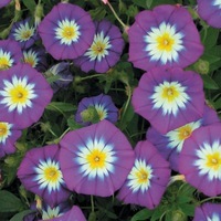 Graines de fleurs BELLE DE JOUR BELLE DE JOUR (Convolvulus tricolor) - Graineterie A. DUCRETTET