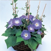  IPOMEE IPOMEE-TRICOLOR (Ipomoea tricolor)-CLARK'S HEAVENLY BLUE (bleu) - Graineterie A. DUCRETTET