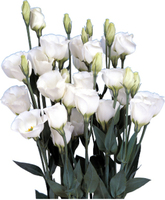  LISIANTHUS LISIANTHUS-PICCOLO II (Eustoma grandiflorum)-blanc, graines enrobées non traité - Graineterie A. DUCRETTET