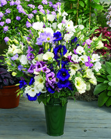  LISIANTHUS LISIANTHUS-PICCOLO II (Eustoma grandiflorum)-mélange - Graineterie A. DUCRETTET