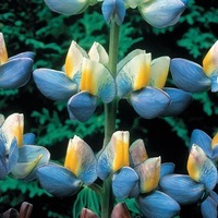 Graines de fleurs LUPIN ANNUEL SUNRISE (Lupinus cruckshanskii) - Graineterie A. DUCRETTET
