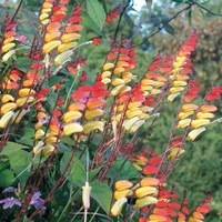 Graines de fleurs Annuelles - MINA LOBATA - Graineterie A. DUCRETTET