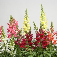 Graines de fleurs MUFLIER SPEEDY SONNET F1 (Antirrhinum) - Graineterie A. DUCRETTET