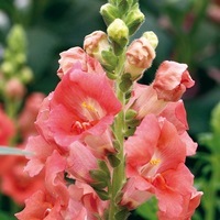  MUFLIER MUFLIER-SONNET F1 (Antirrhinum)-bronze (orange écarlate) - Graineterie A. DUCRETTET