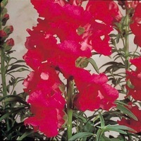  MUFLIER MUFLIER-SONNET F1 (Antirrhinum)-carmin - Graineterie A. DUCRETTET