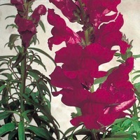  MUFLIER MUFLIER-SONNET F1 (Antirrhinum)-bourgogne - Graineterie A. DUCRETTET
