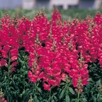  MUFLIER MUFLIER-SONNET F1 (Antirrhinum)-rose - Graineterie A. DUCRETTET