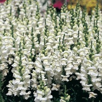  MUFLIER MUFLIER-SONNET F1 (Antirrhinum)-blanc - Graineterie A. DUCRETTET