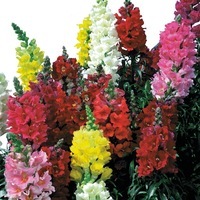  MUFLIER MUFLIER-SONNET F1 (Antirrhinum)-mélange - Graineterie A. DUCRETTET