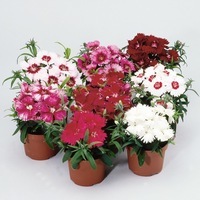 Graines de fleurs OEILLET DE CHINE DIANA F1 (Dianthus chinensis) - Graineterie A. DUCRETTET