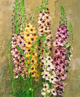 Graines de fleurs vivaces - VERBASCUM ou Molène - Graineterie A. DUCRETTET