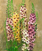  VERBASCUM ou Molène VERBASCUM ou Molène-SOUTHERN CHARM F1 (Verbascum)-mélange - Graineterie A. DUCRETTET