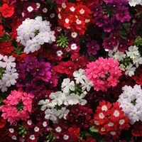Graines de fleurs Annuelles - VERVEINE - Graineterie A. DUCRETTET