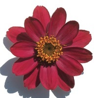  ZINNIA A PETITES FLEURS ZINNIA A PETITES FLEURS-PROFUSION F1 (Zinnia marylandica)-rouge cerise - Graineterie A. DUCRETTET