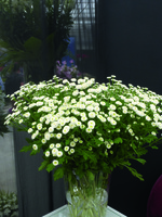 Graines de fleurs Annuelles - CHRYSANTHEME PARTHENIUM - Graineterie A. DUCRETTET