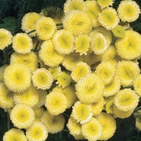  CHRYSANTHEME PARTHENIUM CHRYSANTHEME PARTHENIUM-VEGMO (Chrysanthemum parthenium)-jaune - graines enrobées - Graineterie A. DUCRETTET