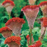 Graines de fleurs CELOSIE CRETE DE COQ BOMBAY FIGO (Celosia cristata) - Graineterie A. DUCRETTET