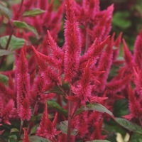 Graines de fleurs CELOSIE SPICATA SPICATA CELWAY ROUGE (Celosia spicata) - Graineterie A. DUCRETTET