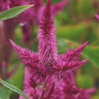  CELOSIE SPICATA CELOSIE SPICATA-CELWAY (Celosia spicata)-pourpre - Graineterie A. DUCRETTET