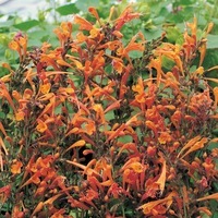 Graines de fleurs AGASTACHE SPRITE (Agastache aurantiaca) - Graineterie A. DUCRETTET