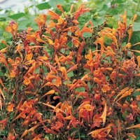 Graines de fleurs AGASTACHE SPRITE (Agastache aurantiaca) - Graineterie A. DUCRETTET