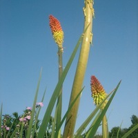 Graines de fleurs vivaces - TRITOMA (Kniphofia) - Graineterie A. DUCRETTET