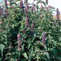 Graines de fleurs AGASTACHE LIQUORICE (Agastache scrophulariaefolia) - Graineterie A. DUCRETTET