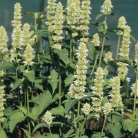  AGASTACHE AGASTACHE-LIQUORICE (Agastache scrophulariaefolia)-blanc - Graineterie A. DUCRETTET