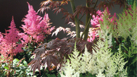 ASTILBE ASTILBE-ASTARY (Astible arendsii)-mélange blanc, rose clair, rose - Graineterie A. DUCRETTET
