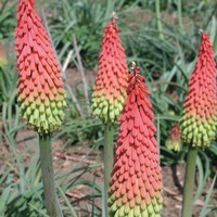 Graines de fleurs TRITOMA (Kniphofia) TRAFFIC LIGHT (Kniphofia hirsuta) - Graineterie A. DUCRETTET