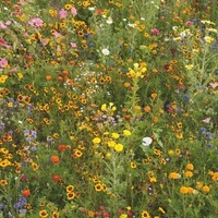Graines de fleurs Les réussites assurées.... CITYZ 90 - Graineterie A. DUCRETTET