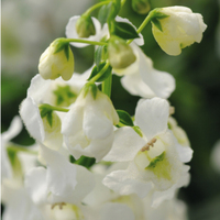 Graines de fleurs Annuelles - ANGELONIA - Graineterie A. DUCRETTET