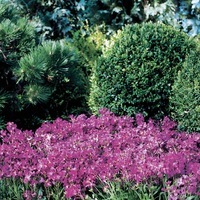 Graines de fleurs ARABETTE DES ALPES ROSE DELIGHT (Arabis blepharophylla) - Graineterie A. DUCRETTET