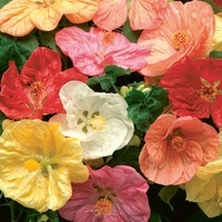 Graines de fleurs ABUTILON BELLA F1 (Abutilon) - Graineterie A. DUCRETTET