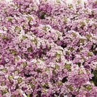 Graines de fleurs ALYSSE EASTER BONNET (Lobularia maritima) - Graineterie A. DUCRETTET