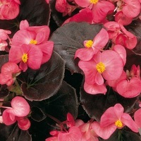 Graines de fleurs BEGONIA SEMPERFLORENS SENATOR F1 (Begonia semperflorens) - Graineterie A. DUCRETTET