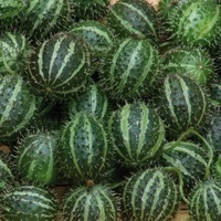 Graines de fleurs CUCUMIS ORNEMENTAUX Cucumis myriocarpus (Cucumis) - Graineterie A. DUCRETTET