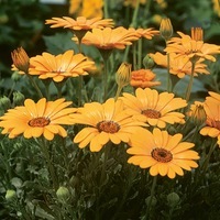 Graines de fleurs DIMORPHOTHECA SPRING FLASH (Dimorphoteca) - Graineterie A. DUCRETTET