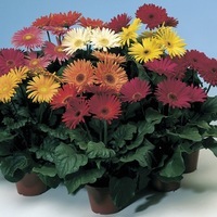 Graines de fleurs Annuelles - GERBERA - Graineterie A. DUCRETTET