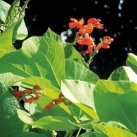 Graines de fleurs Annuelles - HARICOT D'Espagne - Graineterie A. DUCRETTET