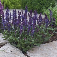 Graines de fleurs SAUGE NEMOROSA NEW DIMENSION (Salvia nemorosa) - Graineterie A. DUCRETTET