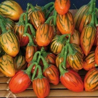 Graines potagères SOLANUM TOGA (Solanum melongena) - Graineterie A. DUCRETTET